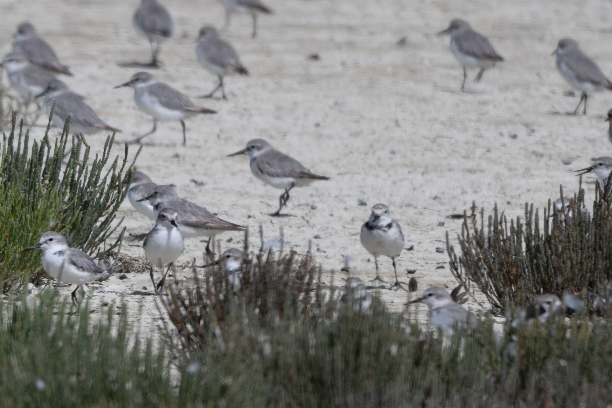 Wrybill (Anarhynchus frontalis), photo 3