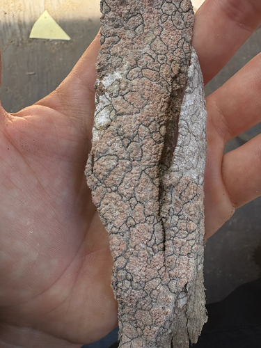 iNaturalist observation photo of Dust Lichens