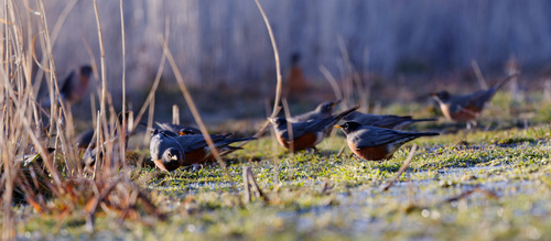 American Robin photographed in Utah