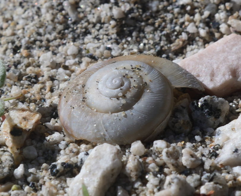 Morongo Desert Snail