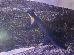 Nilgiri Marten photo 5