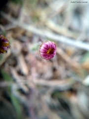 Erigeron pubescens
