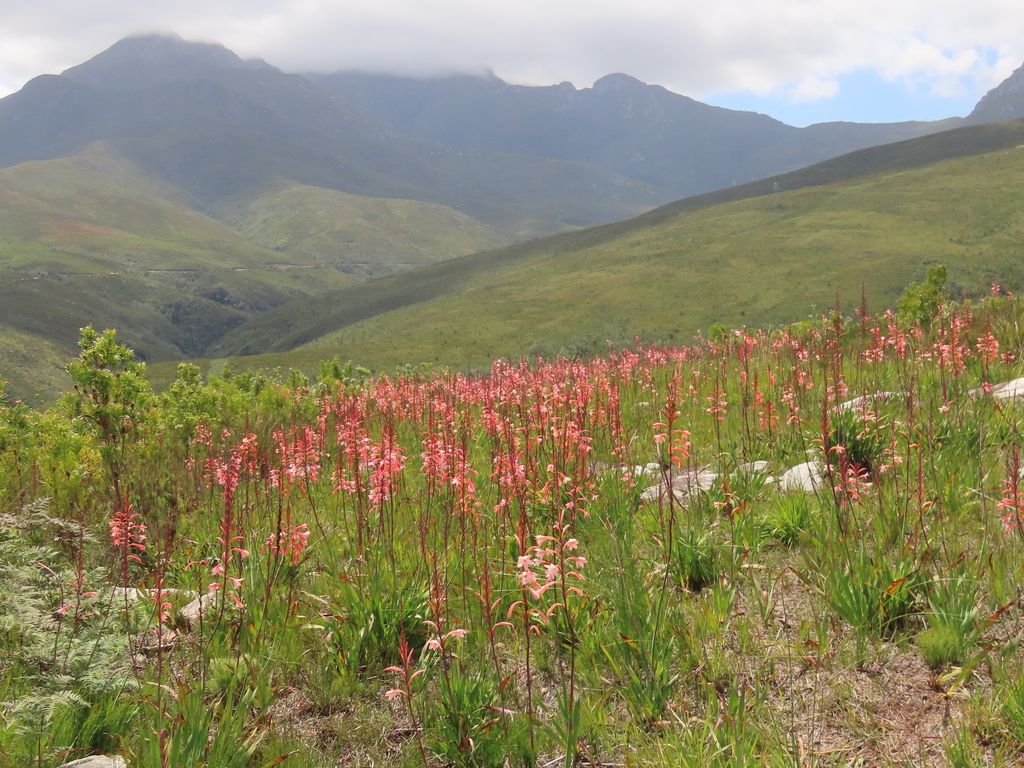 Watsonia fourcadei; photograph (c) Christiaan Viljoen, some rights reserved (CC BY)