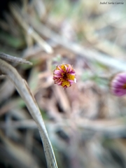 Erigeron pubescens