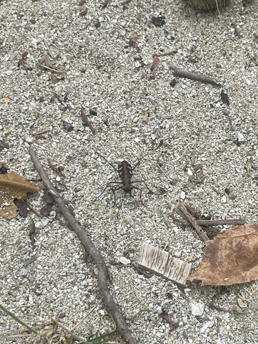 Cicindela aurulenta