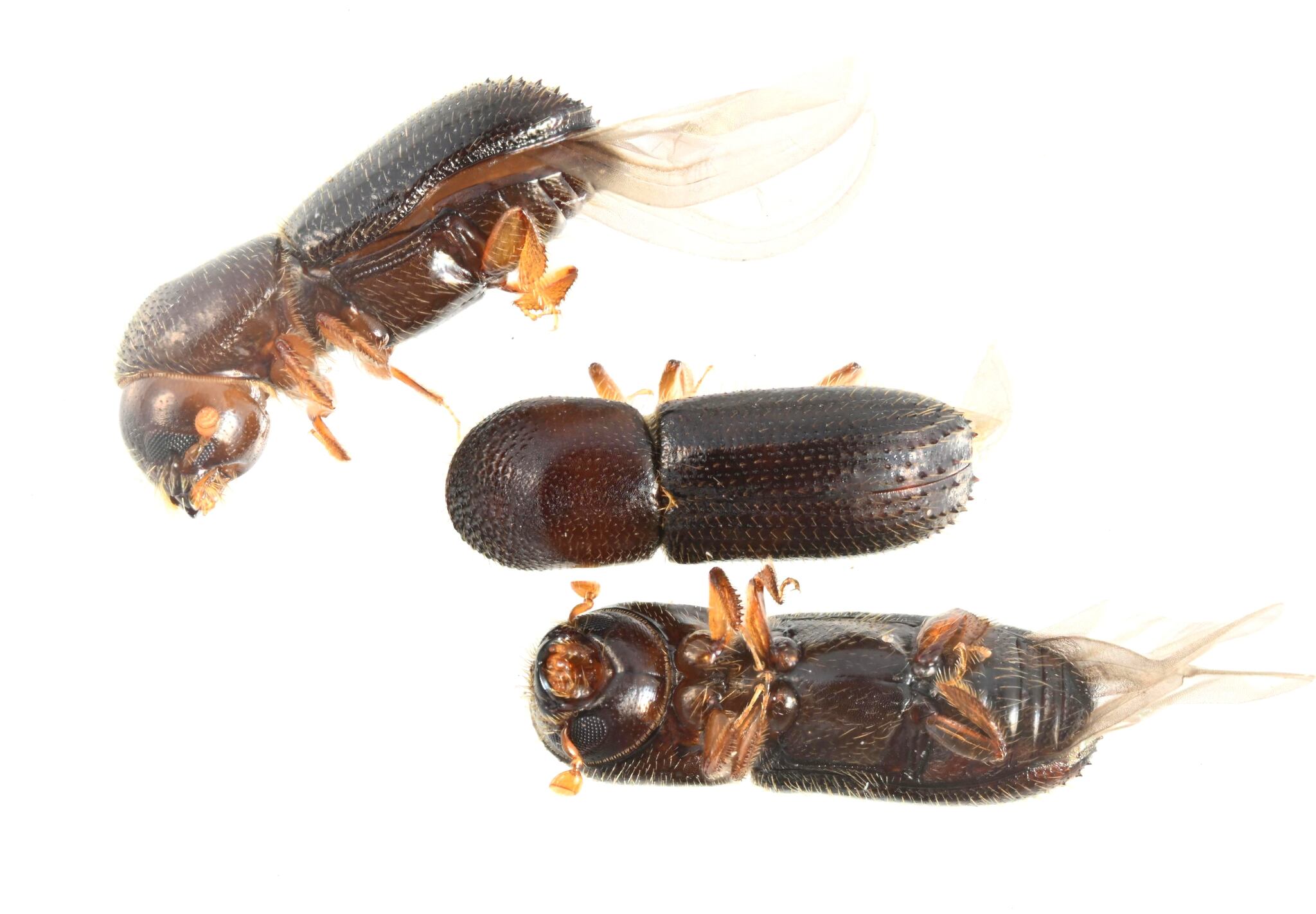 Xyleborinus saxesenii