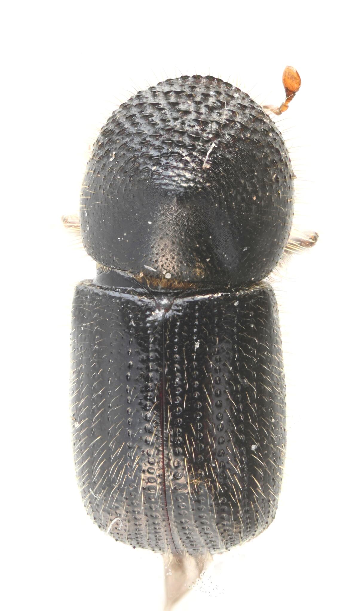 Anisandrus dispar
