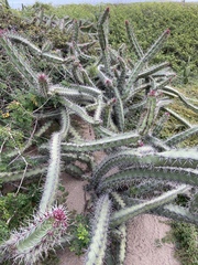 Stenocereus standleyi