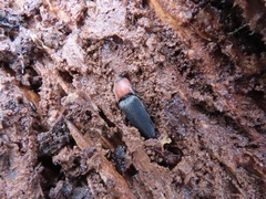Ampedus rubricollis