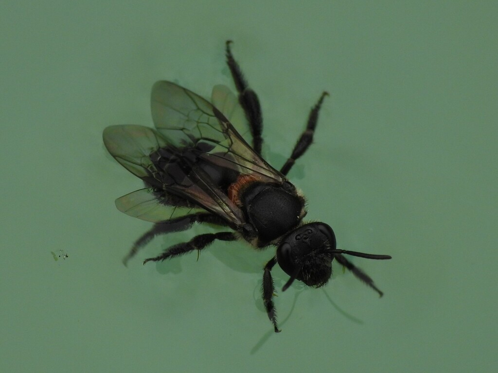 Lasioglossum blyscanatum