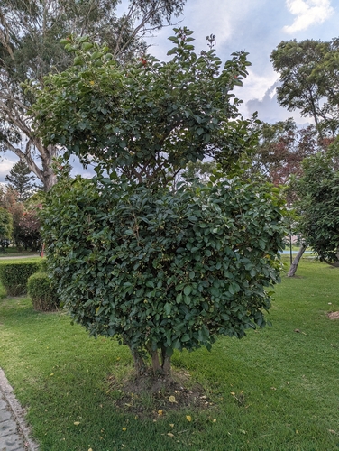 red iochroma (Iochroma fuchsioides)