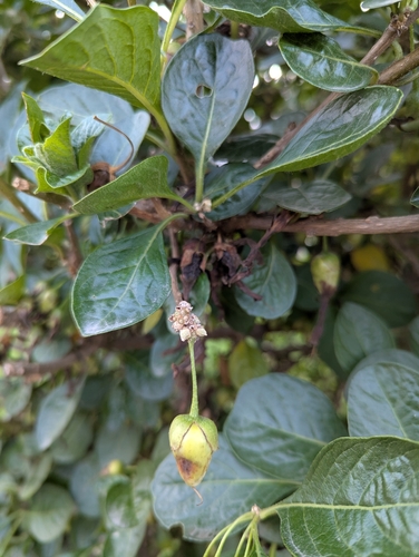 Iochroma fuchsioides, photograph 4