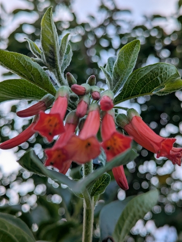 Iochroma fuchsioides, photograph 5