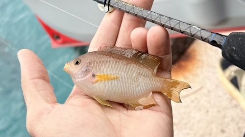 Amboina damselfish (Pomacentrus amboinensis) — Pomacentridae — 2