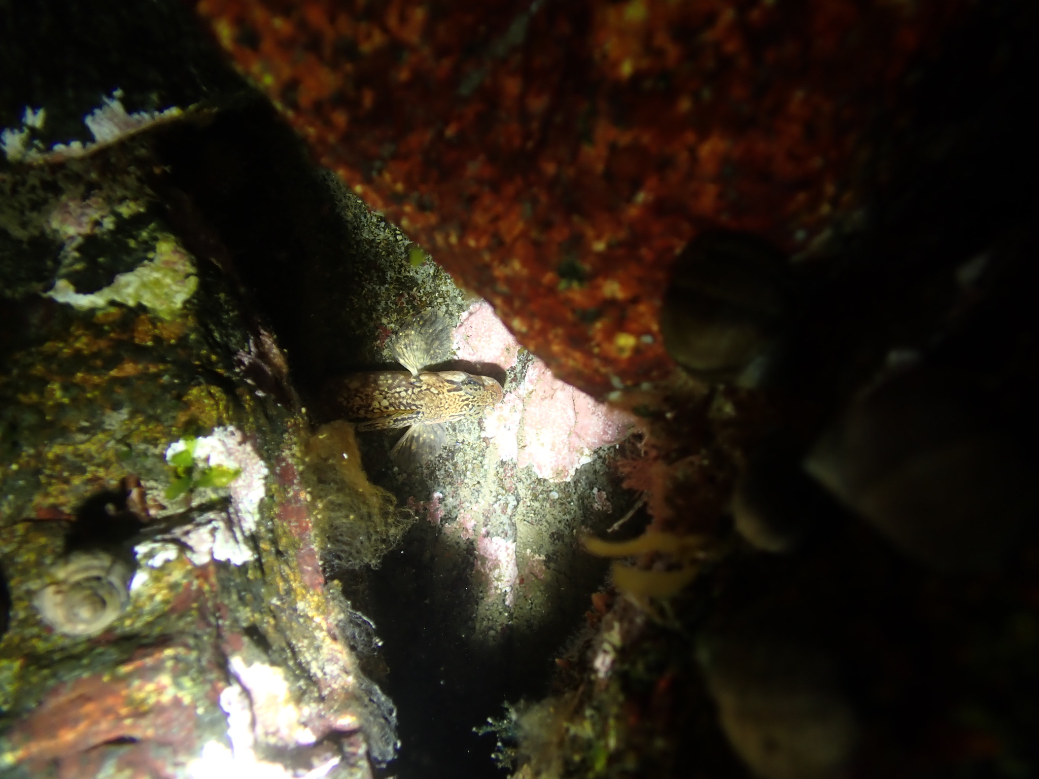Radiated Shanny photo 5