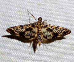 Rhimphalea sceletalis