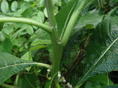 Tournefortia filiflora