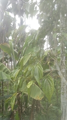 Piperales