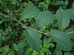 Heliotropium verdcourtii