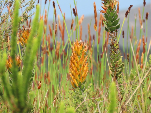 Threeflower Pagoda (Mimetes pauciflorus)