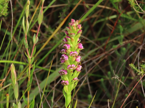 Fleshy Liver Orchid (Evotella carnosa)