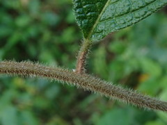 Heliotropium verdcourtii