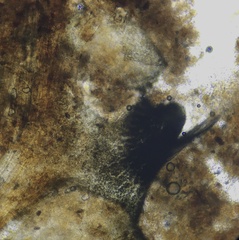 Podospora australis