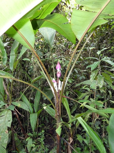 Musa campestris
