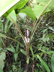 Musa campestris