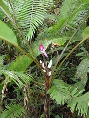 Musa campestris, photograph (c) Kai Squires, some rights reserved (CC BY)