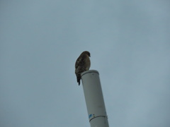 Buteo lineatus lineatus
