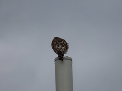 Buteo lineatus lineatus