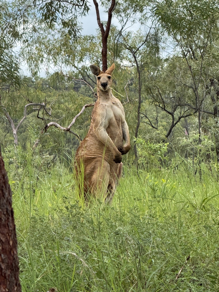 Antilopine Wallaroo from Cobbold Gorge Nature Refuge, Forsayth, QLD, AU ...