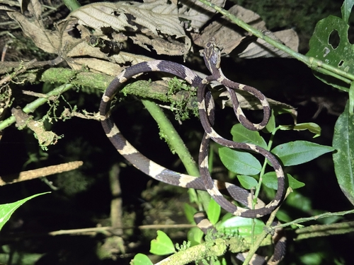 Common Blunt-headed Tree Snake
