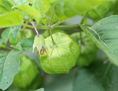 Physalis longifolia subglabrata