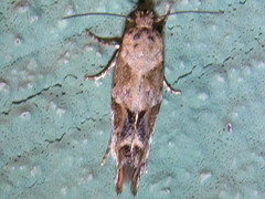 Mompha stellella