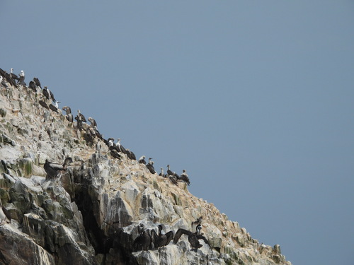 Peruvian Booby (Sula variegata), photo 6