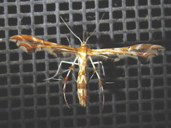 Geina periscelidactylus
