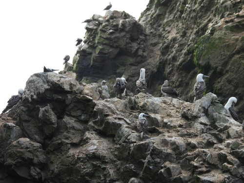 Peruvian Booby (Sula variegata), photo 5