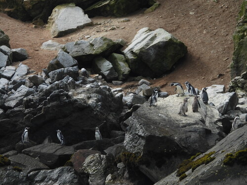 Humboldt Penguin (Spheniscus humboldti), photo 6