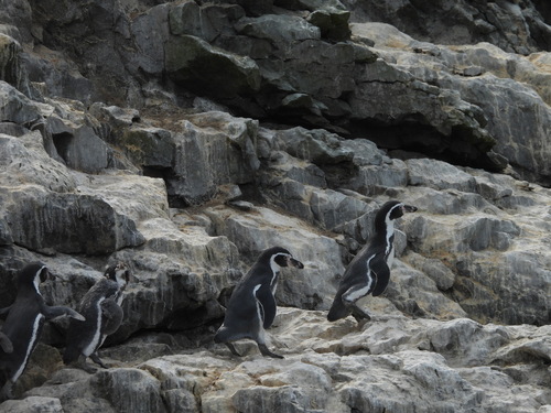 Humboldt Penguin (Spheniscus humboldti), photo 7