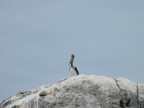 Peruvian Pelican (Pelecanus thagus), photo 6