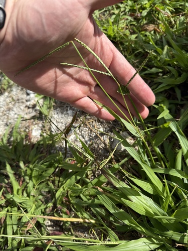 Paspalum setaceum observed 2026-01-26