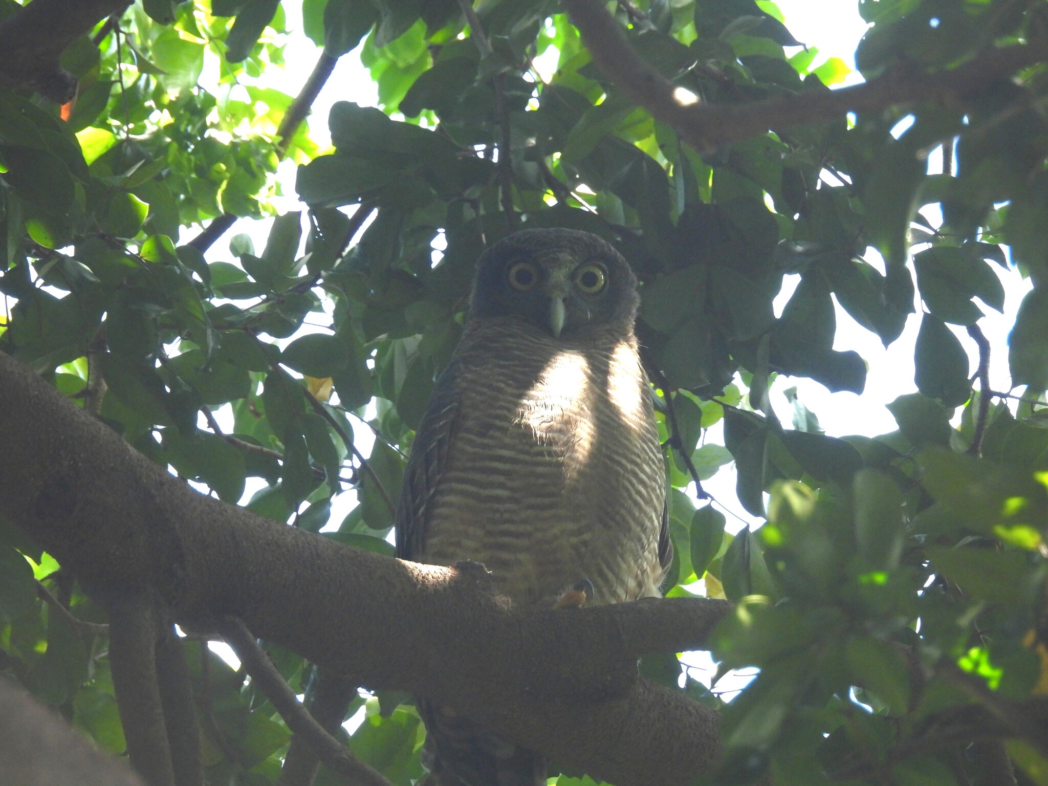 Rufous Owl (Ninox rufa), photo 3