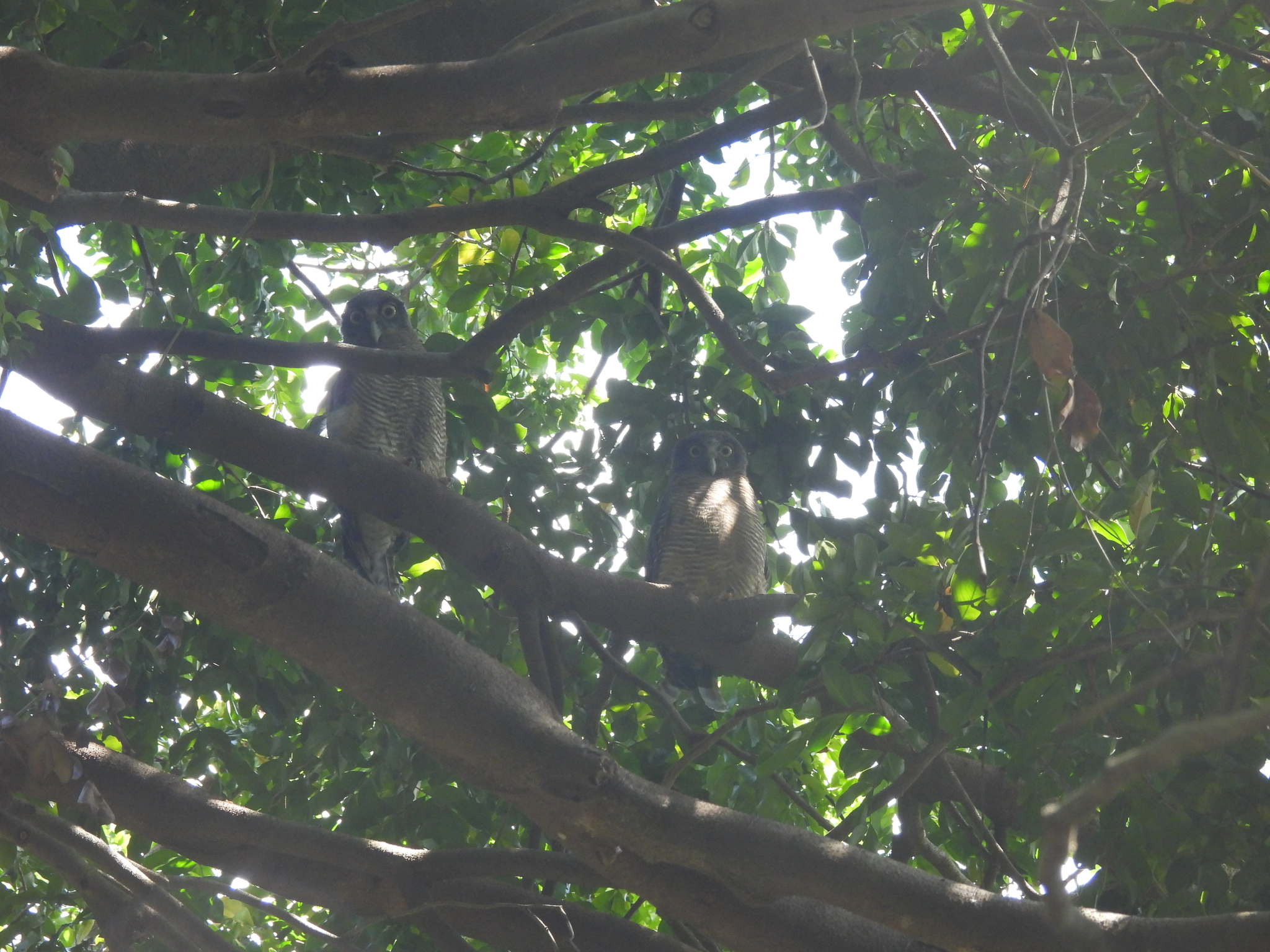 Rufous Owl (Ninox rufa), photo 4