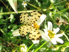 Baeotis sulphurea