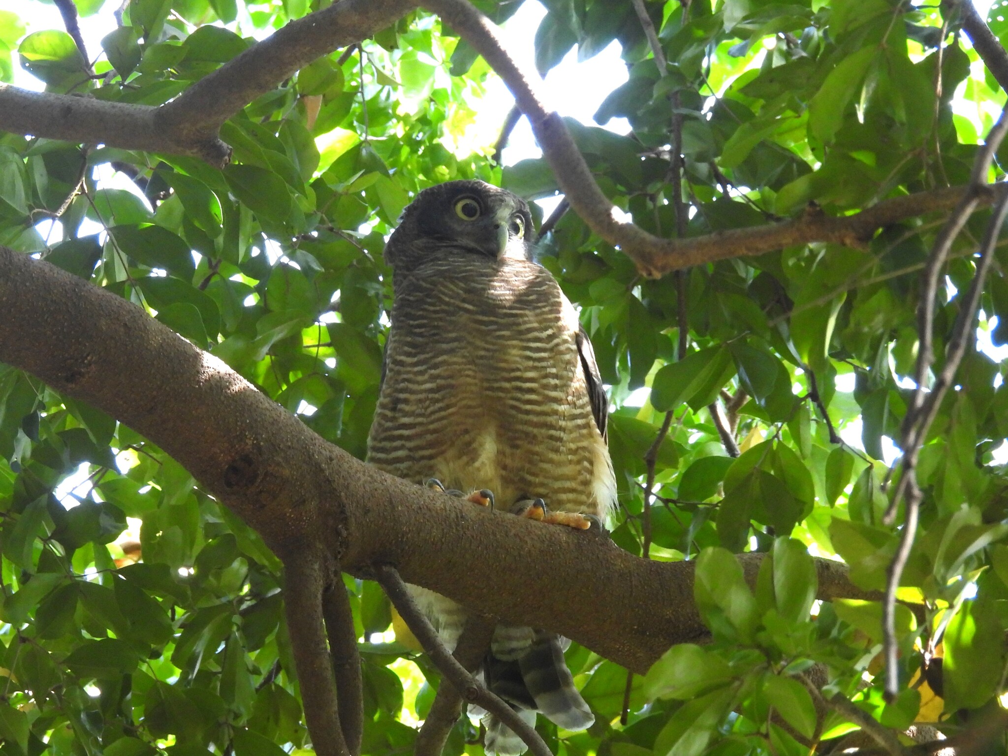 Rufous Owl (Ninox rufa), photo 1