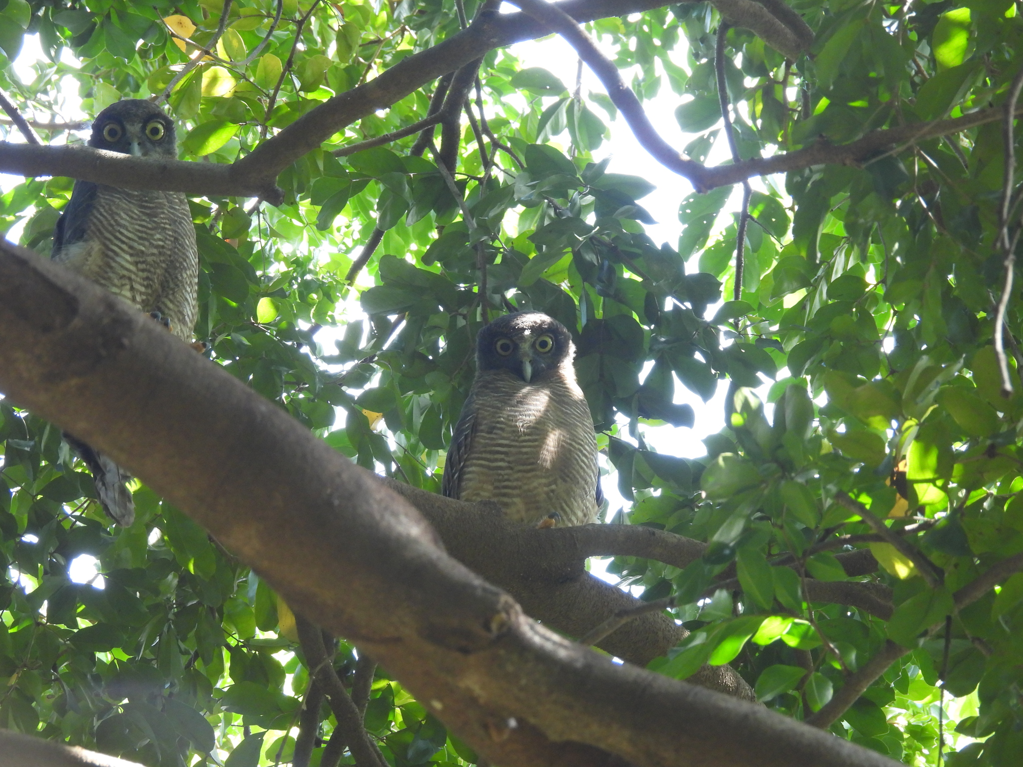 Rufous Owl (Ninox rufa), photo 2