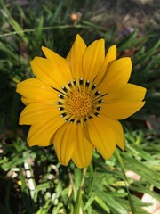 Angiospermae