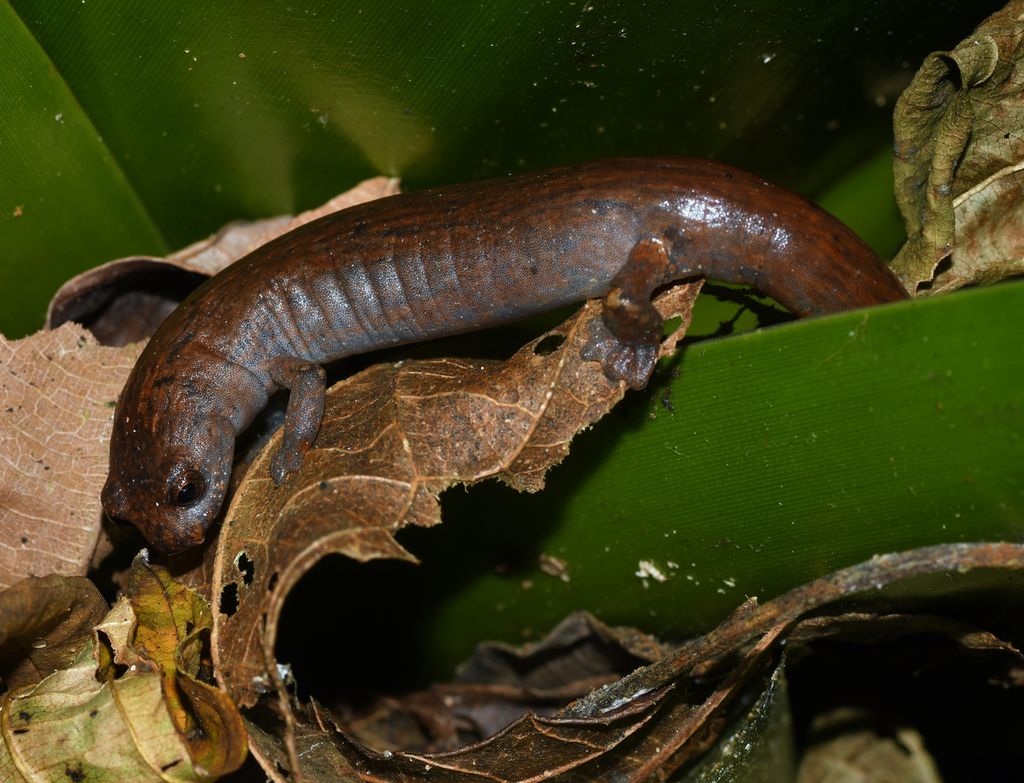 Bolitoglossa savagei (Anfibios El Dorado) · iNaturalist